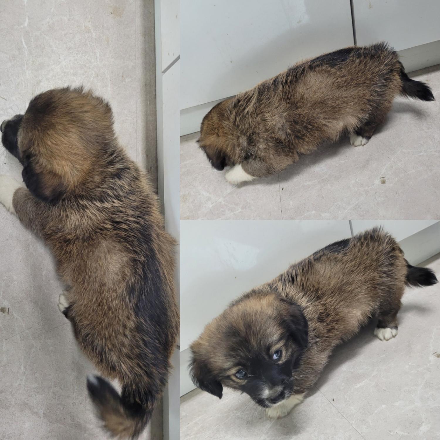 종료(자연사) 믹스…